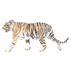 Tiger illustration. Wild cat.  Watercolor safari animal clipart Hand painted hand drawn wild animal: tiger  Animal Kids illustration realism semirealism Greeting card invitation baby shower Wild