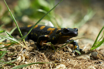 Feuersalamander