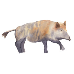 Watercolor wild pig illustration Watercolor clip art Realistic hand drawn wild pig Forest wild animal Woodland animal