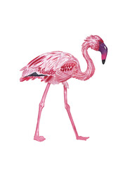 Pink flamingo bird isolated on white. Watercolor flamingo. Safari bird watercolor illustration. High resolution 300 dpi. Hand-drawn hand painted animal drawing. 