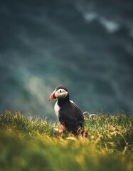 Atlantic Puffins bird or common Puffin in ocean blue background. Fratercula arctica. Shot in Faroe Islands in North Atlantic.