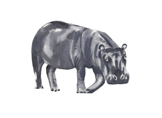 Fototapeta na wymiar Hippo illustration. Watercolor hippopotamus. Hand drawn hand painted safari animal illustration. High resolution. Baby shower, invitation, greeting card, poster. 