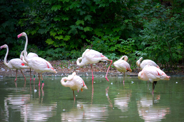 Pink flamingo birds relaxing in a garden pond