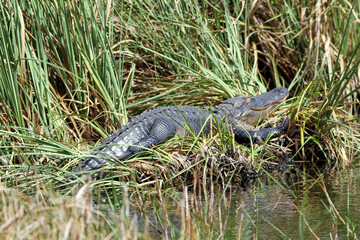 alligator in the everglades