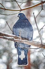evil pigeon