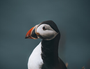 Naklejka premium Atlantic Puffins bird or common Puffin in ocean blue background. Fratercula arctica. Shot in Faroe Islands in North Atlantic.