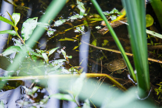 Western Painted Turtle swimming underwater in a pond