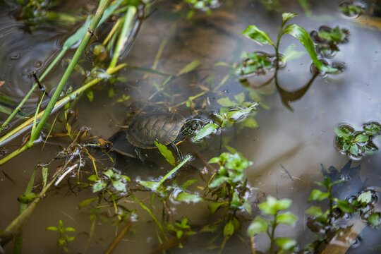 Western Painted Turtle in the wild