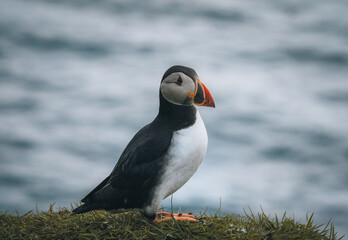 Atlantic Puffins bird or common Puffin in ocean blue background. Fratercula arctica. Shot in Faroe Islands in North Atlantic.
