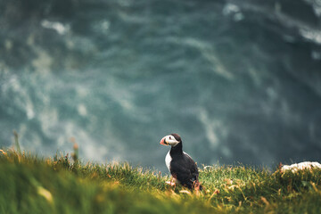 Atlantic Puffins bird or common Puffin in ocean blue background. Fratercula arctica. Shot in Faroe Islands in North Atlantic.