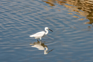 Fototapeta na wymiar Little Egret on a pond in an early autumn morning near Zikhron Ya'akov, Israel. 