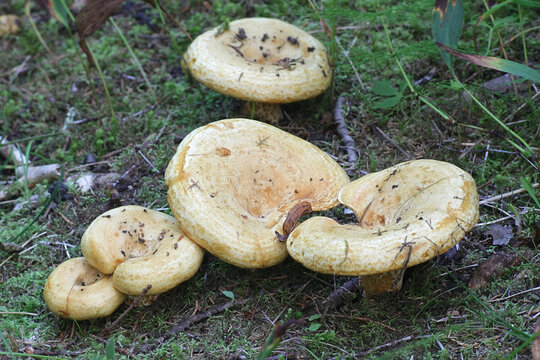Lactarius scrobiculatus, commonly called the spotted milkcap, wild mushroom from Finland