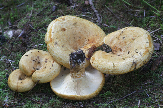 Lactifluus scrobiculatus, commonly called the spotted milkcap, wild mushroom from Finland