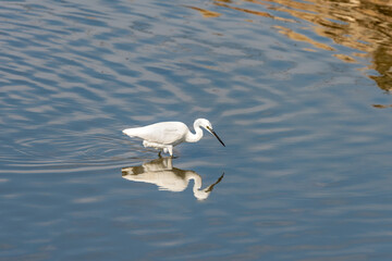 Little Egret on a pond in an early autumn morning near Zikhron Ya'akov, Israel.	