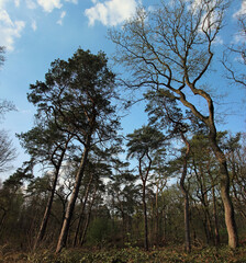 Fototapeta premium Looking up into the branches in the forest with blue sky in Germany