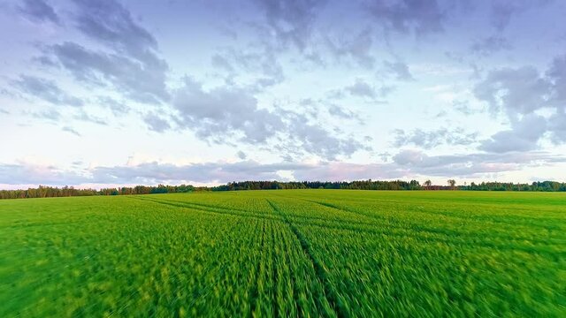 Beautiful idyllic nature, drone forward motion wide view on agricultural countryside landscape with green wheat field and violet blue sky