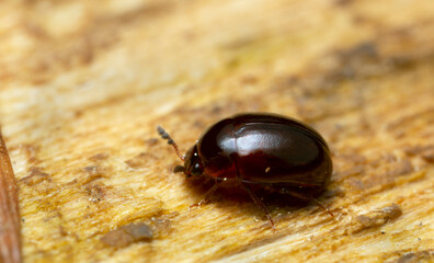 Round fungus beetle, Anisotoma beetle on wood