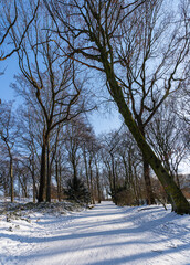Fototapeta premium Sledging on the Kaiserberg in Duisburg in the sunshine