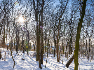 Sledging on the Kaiserberg in Duisburg in the sunshine