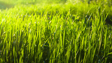 green grass close-up, in the photo grass in a meadow and sunlight