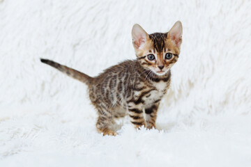 Little fluffy bengal kitten on the white blanket with the place for your text. Pet