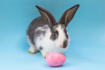 Celebrating Easter concept, little bunny or rabbit and colored eggs on a pink background. Happy easter.