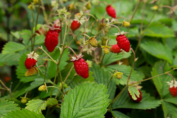 Wild strawberry bush in forest. Many ripe wild strawberries on one bush