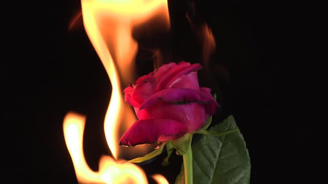 Red rose burning in the flames of fire on the black background .Concept of love and passion. Close up.4k 25p