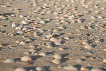 Seashells on the beach and sand