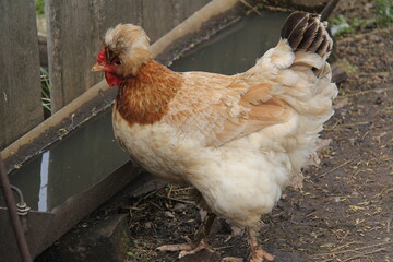 Home farm light brown chicken with a tuft on its head near an iron pot of drinking water