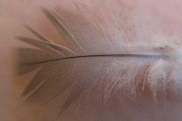 Smal bird's feather after fight on plain background