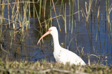 American White Ibis  in the pond 