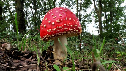 Poisonous inedible toadstool, with far and wide  conspicuous red, white spotted hat , it is spherical or hemispherical closed, often convexly curved. In blurred background forest