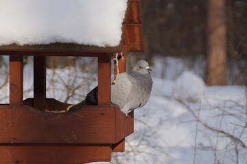 the pigeon sits in the feeder in winter