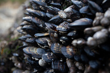 mussels and Barnacles on reef © SHELL