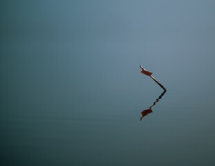 Foggy at Dusk in the Marsh