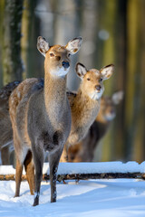 Roe deer in the winter forest. Animal in natural habitat