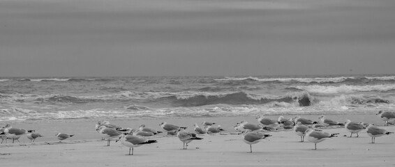 Seagulls by the Seashore
