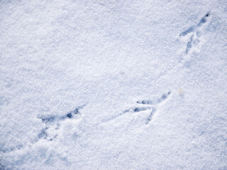 Fototapeta na wymiar Crow's footprints on white snow in winter.