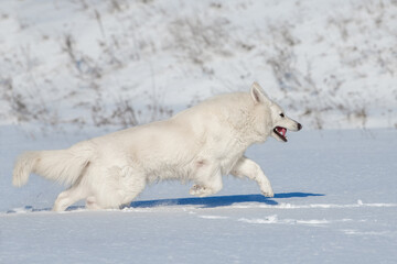 Obraz na płótnie Canvas White Swiss Shepherd dog running on snow
