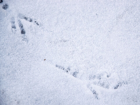 Crow's footprints on white snow in winter