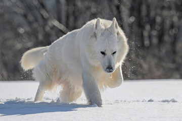 White Swiss Shepherd dog running on snow