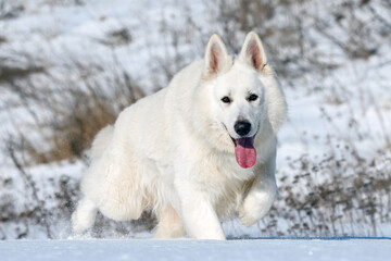 White Swiss Shepherd dog running on snow