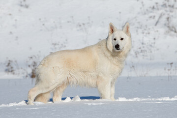 White Swiss Shepherd dog running on snow