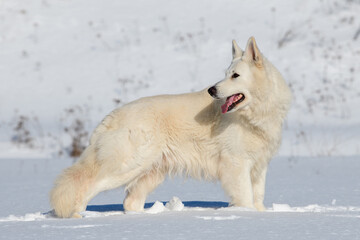 White Swiss Shepherd dog running on snow