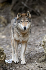 Close up wolf in winter forest background