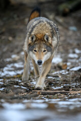 Close up wolf in winter forest background