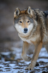Close up wolf in winter forest background