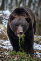 Fototapeta premium Wild adult Brown Bear (Ursus Arctos) eat grass in the winter forest