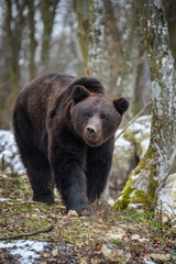 Fototapeta premium Wild adult Brown Bear (Ursus Arctos) in the winter forest